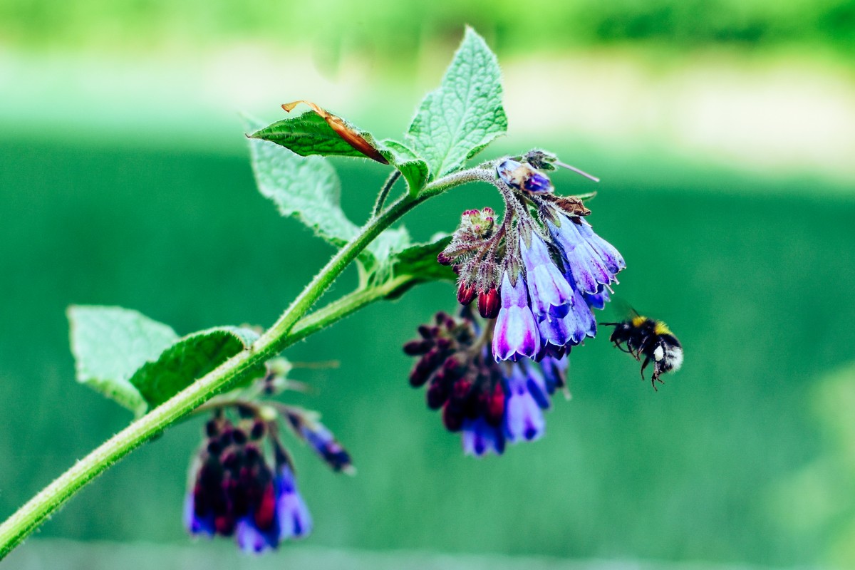 Salud; ¿por qué las abejas son tan importantes para la vida en el mundo?