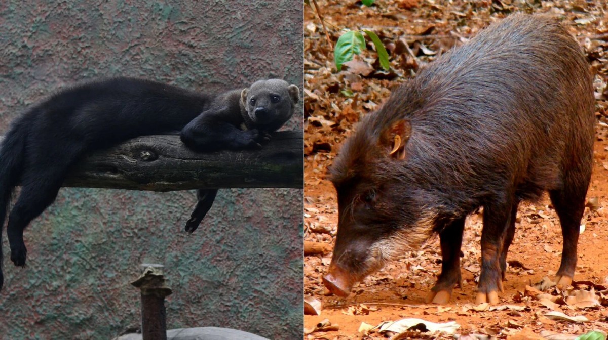 Se registraron dos especies de animales nunca antes vistas en nuestra provincia