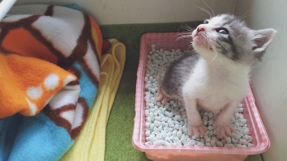 Bandejas sanitarias, un lugar sagrado para los gatos