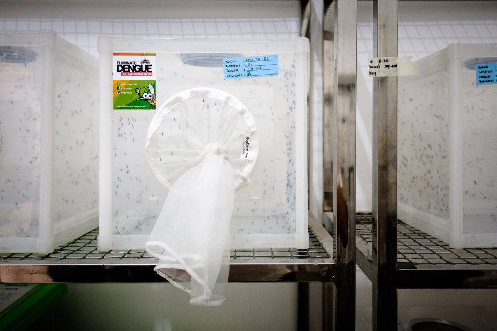 Crean un sistema para predecir brotes de dengue y zika