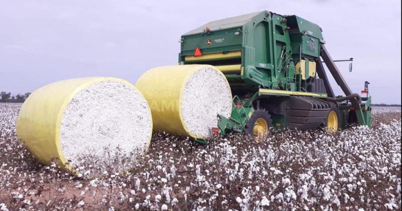 Una empresa santafesina es la primera del país, en certificar algodón sustentable