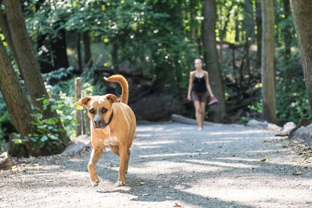 Día Nacional del Perro, ¿por qué no es aconsejable humanizarlos?
