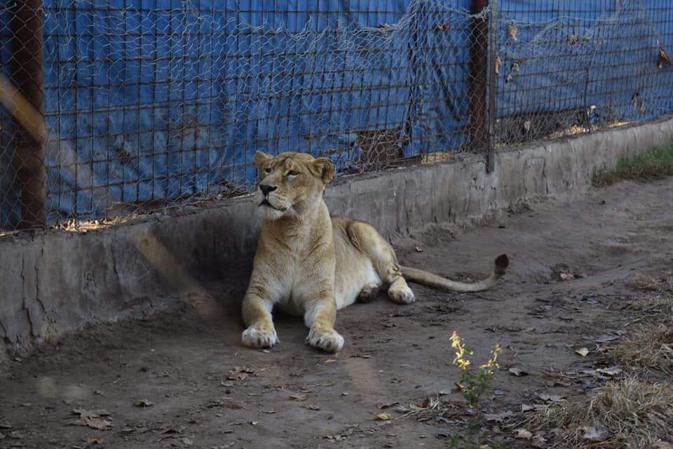 Gendarmería rescató un tigre de bengala y una leona, enjaulados en zona rural del sur provincial