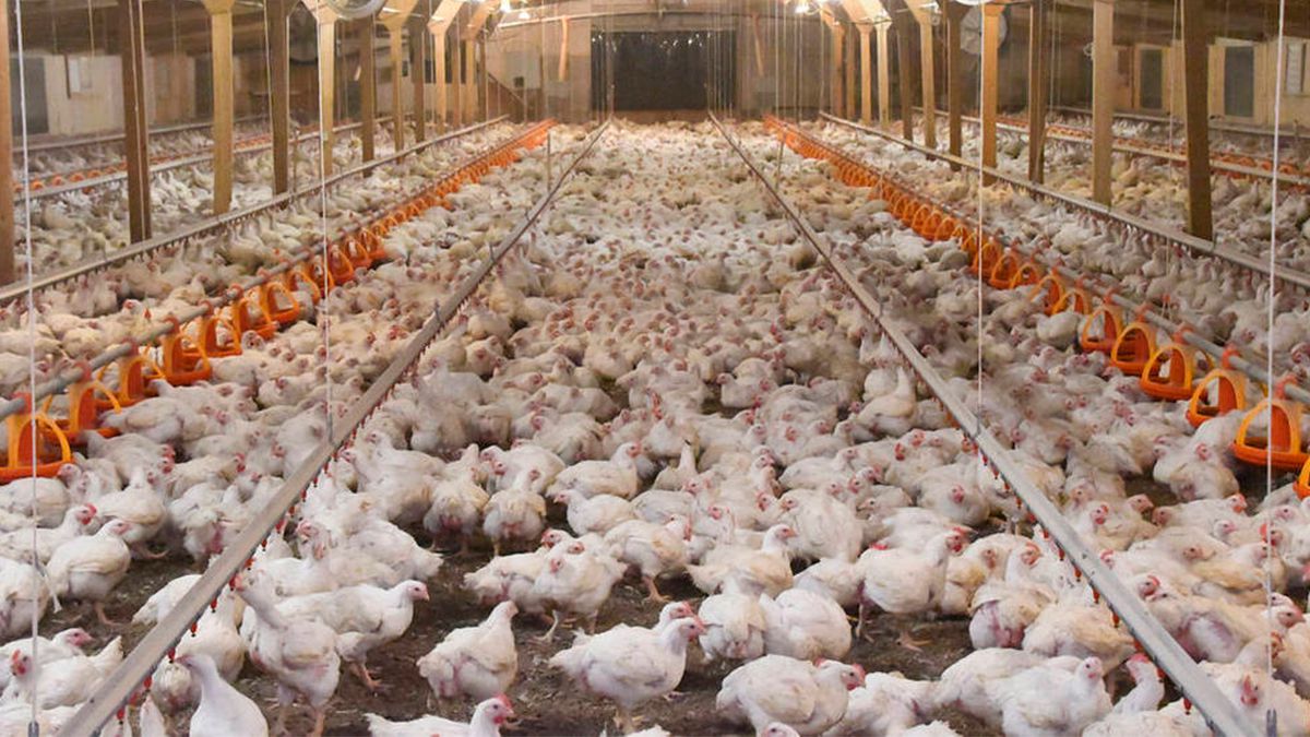 Argentina volverá a exportar carne aviar a la Unión Europea