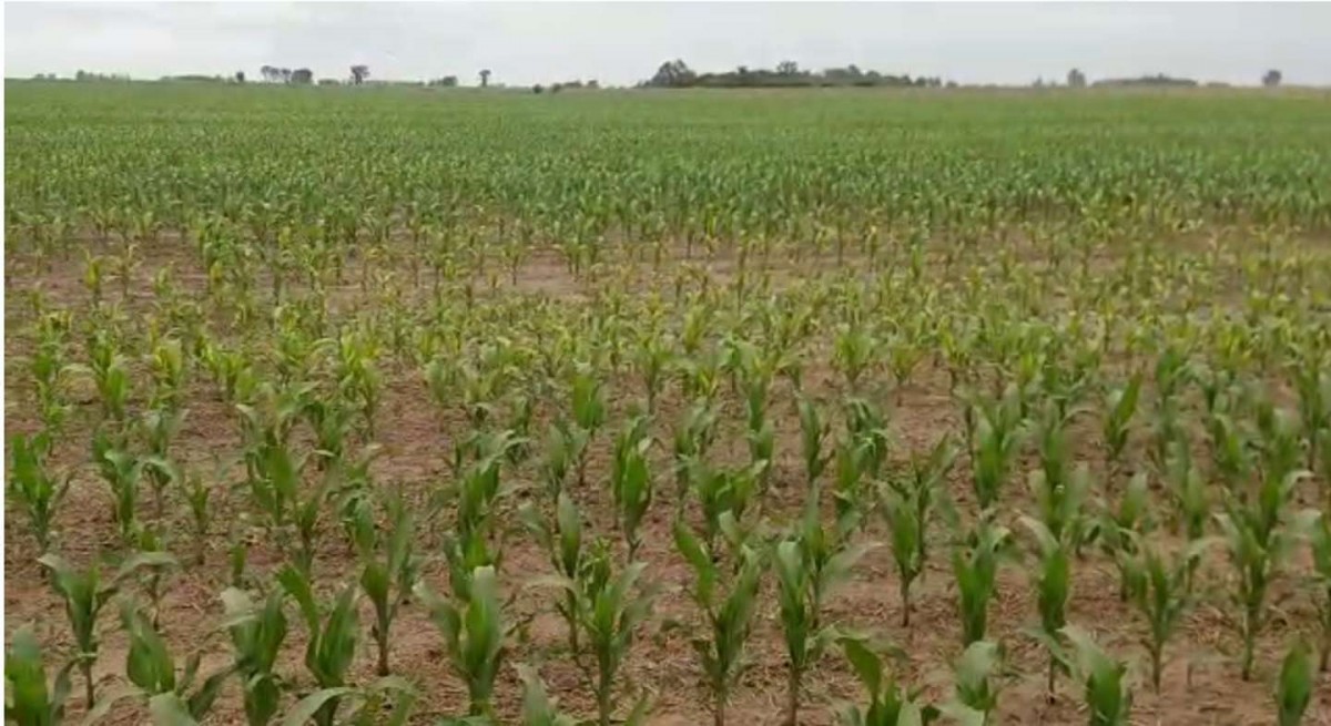 Aseguran que lloverá cada vez menos: una sequía creciente afectará al agro en los próximos meses