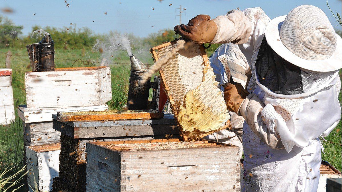 Economía regionales; la apicultura sale a la búsqueda de una genética que mejore la producción