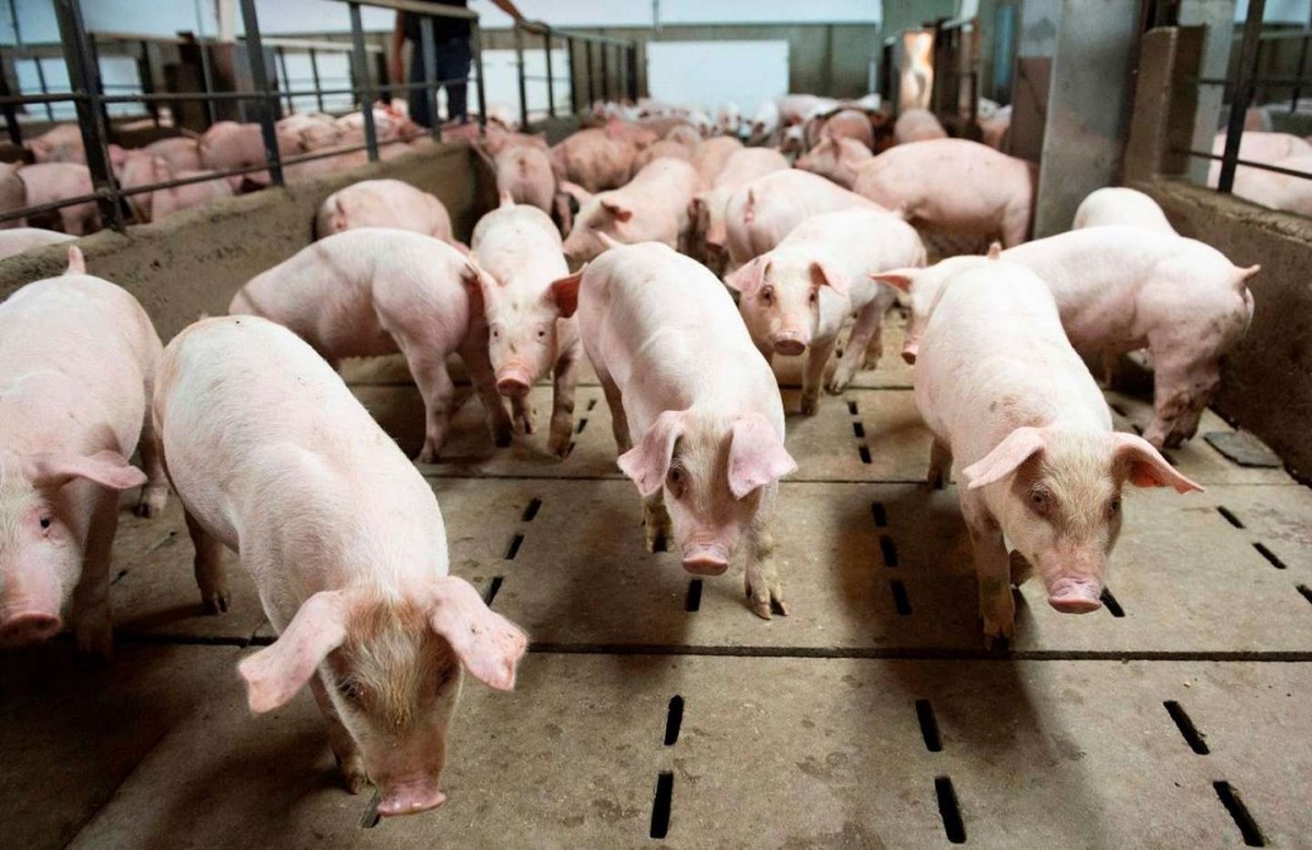 Por la baja del consumo de carne vacuna, impulsan una suba de 25% en la producción porcina