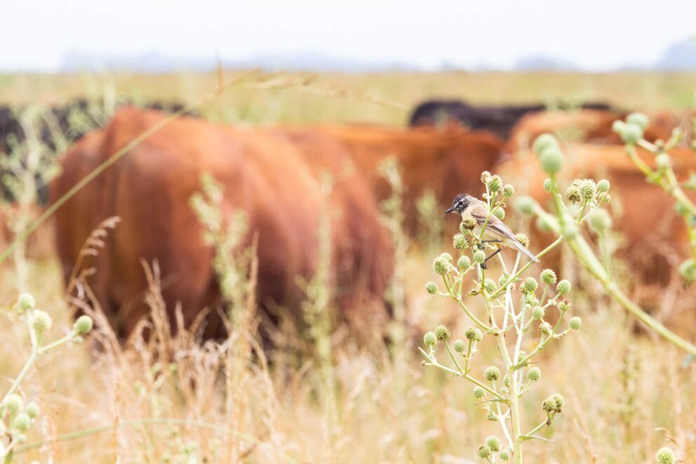 Carne de pastizal: la ganadería que puede ser buen negocio y amable con el ambiente