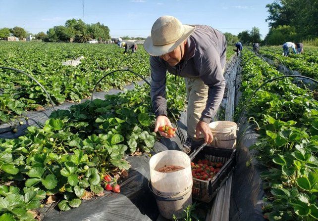 Bajante de los ríos; aseguran que peligra la producción de frutilla por la salinidad del agua del Paraná