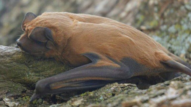 Expertos del Museo Gallardo descubren una especie de murciélago desconocida para la ciencia