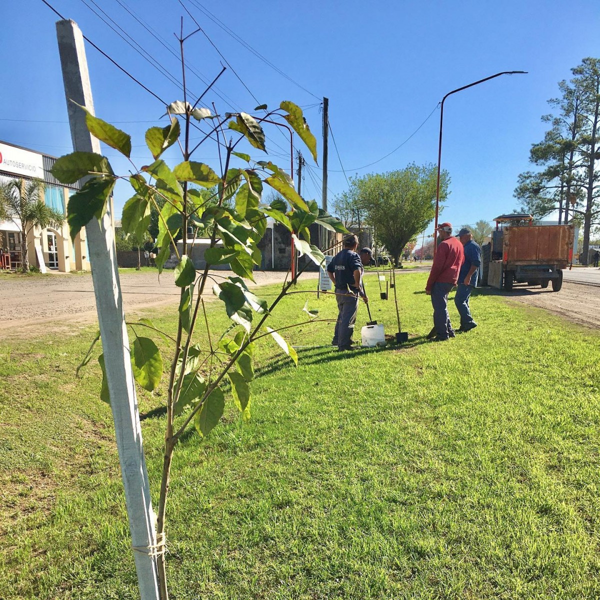 Franck continúa con su plan de forestación en las calles de acceso a la vecina localidad