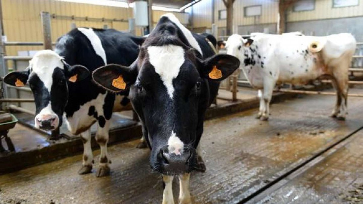 Brasil detectó dos casos de “vaca loca” y suspendió exportaciones a China: se abre una oportunidad que la Argentina no puede aprovechar