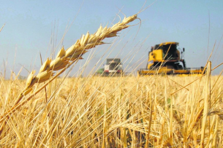 Productores de la región aseguran que las lluvias fueron “suficientes y oportunas” para el trigo
