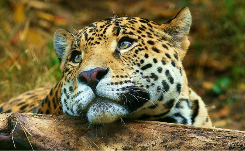 29 de noviembre: Día Mundial de la Conservación del Yaguareté