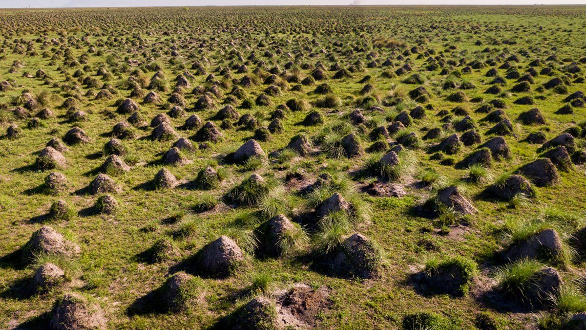El libro “Fauna silvestre en los Bajos Submeridionales” recopila información sobre este ecosistema clave para el equilibrio ambiental de la región