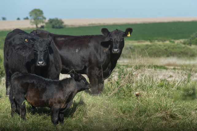 Carne; aseguran que crecieron las exportaciones en desmedro del consumo interno