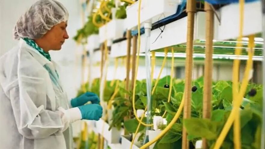 Desarrollo canadiense; la “vacuna vegetal” contra el coronavirus demostró un 71% de eficacia para casos leves