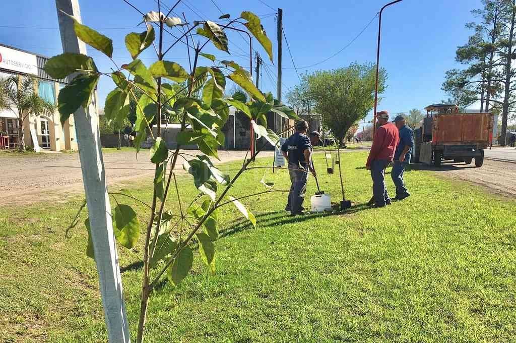 Continúa la forestación sobre la Ruta Provincial N6 en Franck