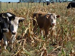 El agro pone espectativas en las lluvias y presiona por la “emergencia agropecuaria”