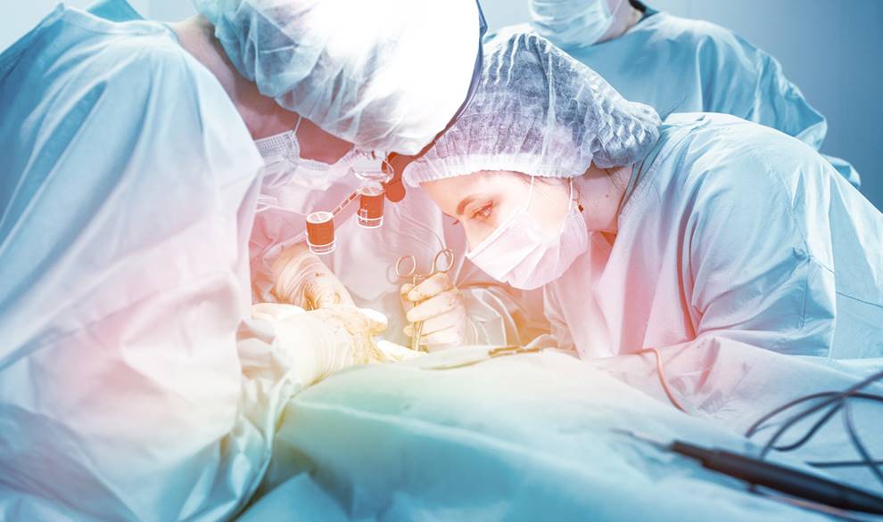 Destacan el éxito de los trasplantes de tejido de cerdo a diabéticos tipo 1