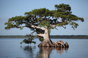 Día Mundial de los Humedales y la necesidad de una ley que proteja al ecosistema esencial para la vida