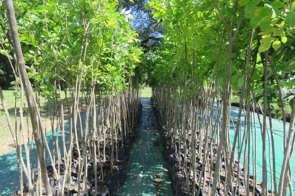 El vivero de San Carlos Sud produce especies para renovar la forestación urbana