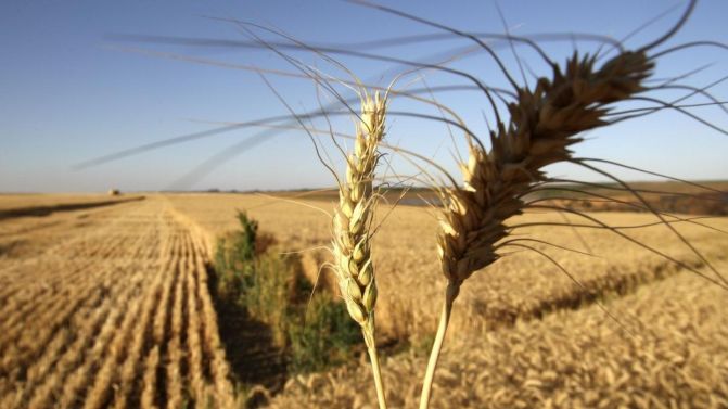 El precio de los alimentos sigue acumulando presión por la imparable cotización de los granos