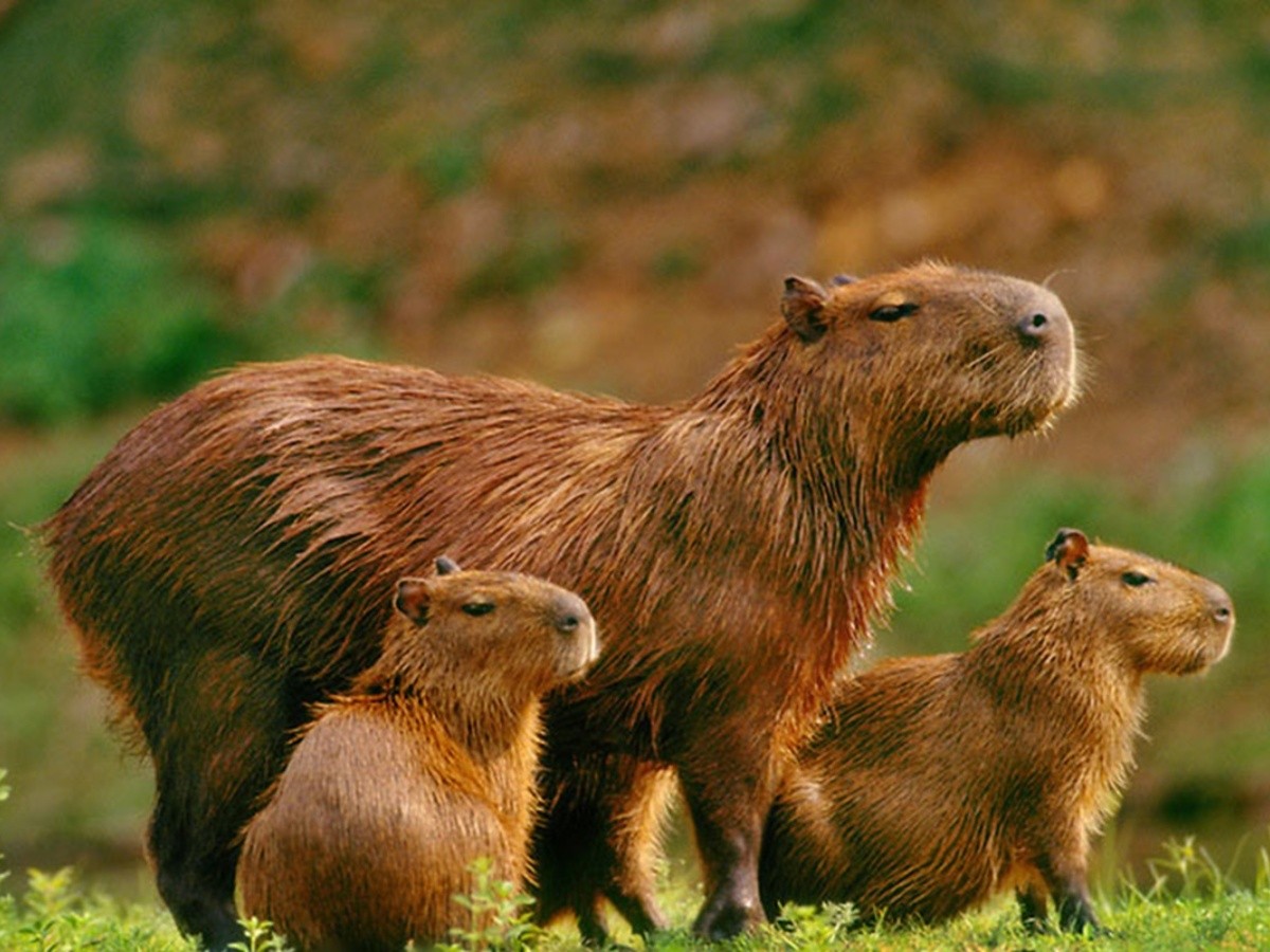 Rescatan animales autóctonos para llevarlos a otras zonas tras incendios en Corrientes