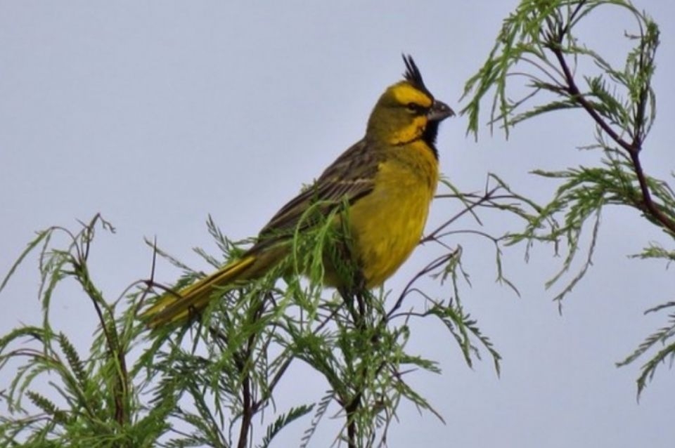 Hallan más de cien aves exóticas y en peligro de extinción listas para ser comercializadas