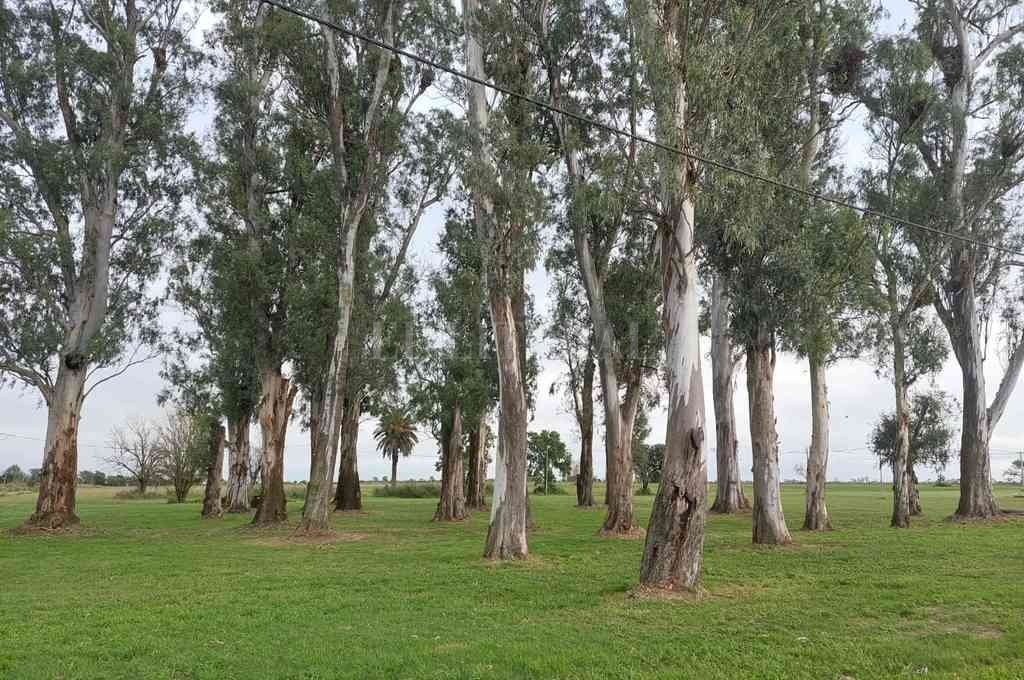 Humboldt tendrá su parque natural en el Monte Milesi