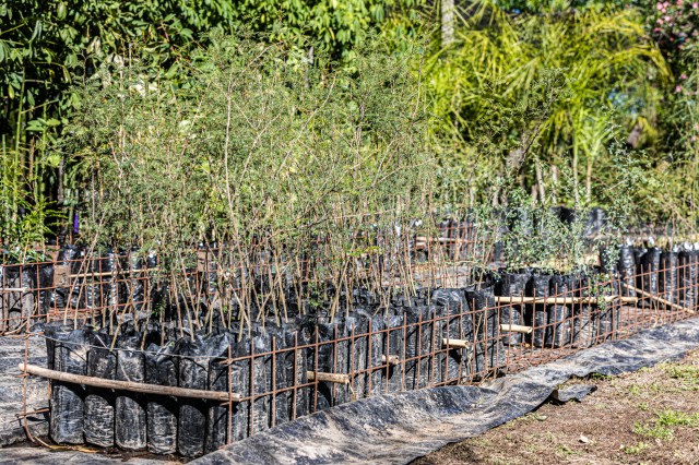 La UNL plantará un árbol por cada graduada y graduado
