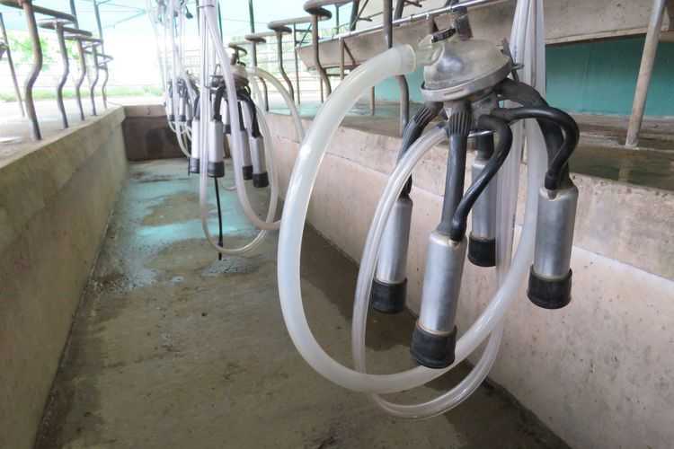 Censo Agropecuario; la cantidad de tambos despierta polémica