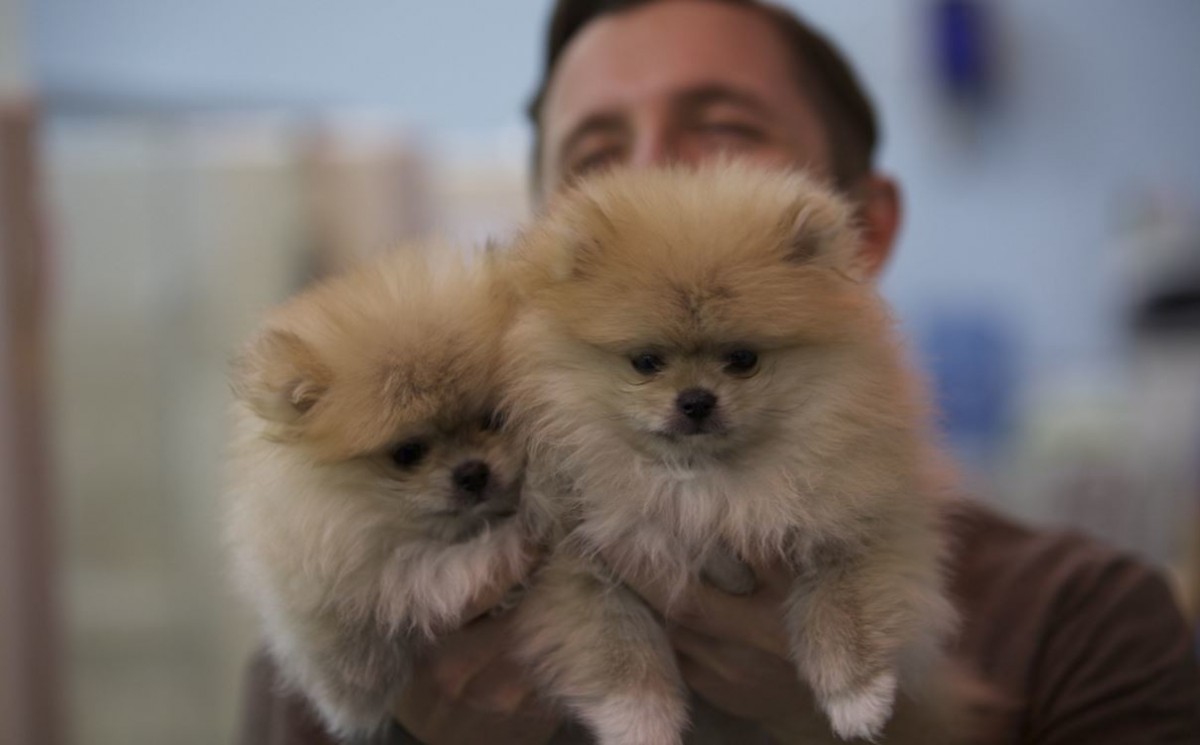 Crece la clonación de mascotas: precios y polémica de una tendencia que asoma