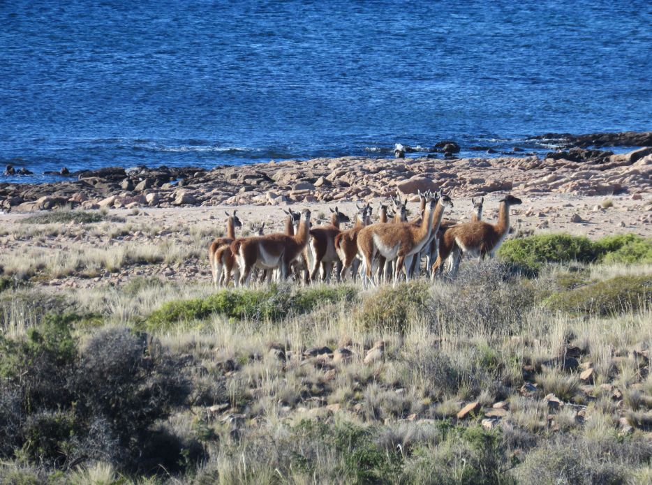La reserva rionegrina “Islote Lobos” fue convertida en Parque Nacional