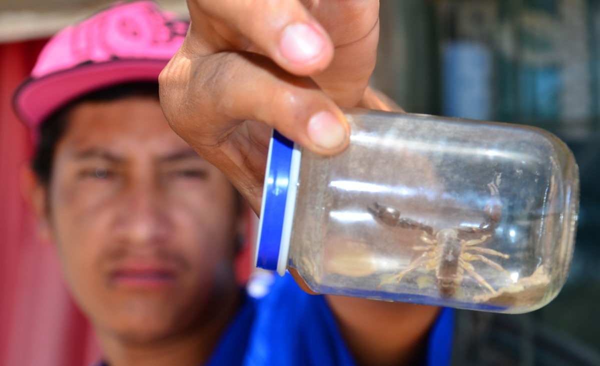 Un nene santafesino de cuatro años falleció tras ser picado por un alacrán