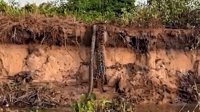 Filmaron el momento en que un yaguareté cazó una boa curiyú en el río Paraná y se volvió viral