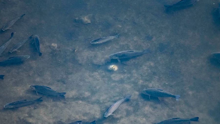 Como consecuencia de la histórica bajante del río Paraná la reproducción de peces fue casi nula por tercer año consecutivo