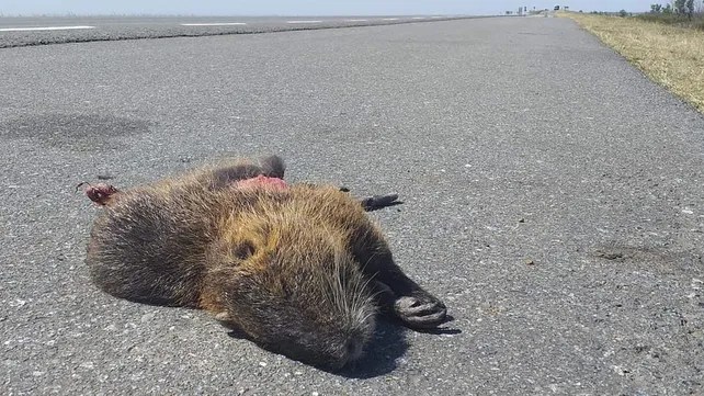 Temporada de incendios: cada vez más animales atropellados al intentar escapar del fuego