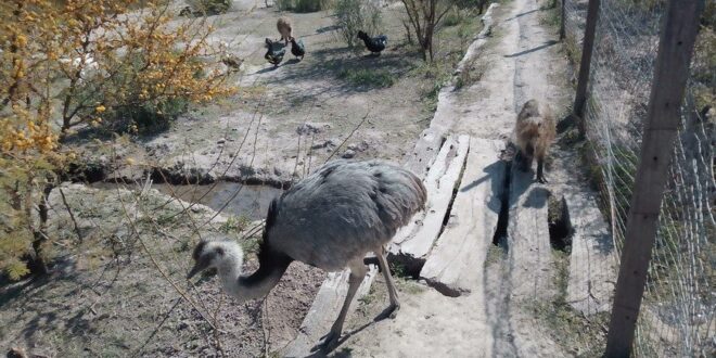 Desvío Arijón: rescatan a 89 animales autóctonos y silvestres de un zoológico privado