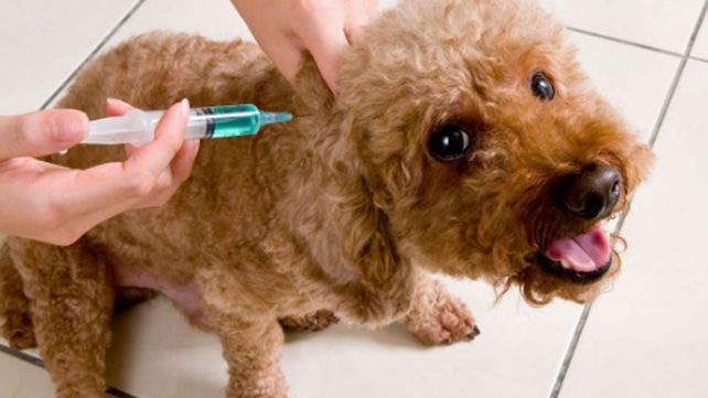 Día Mundial contra la rabia: revelan que unas 70 mil personas mueren por año por la enfermedad