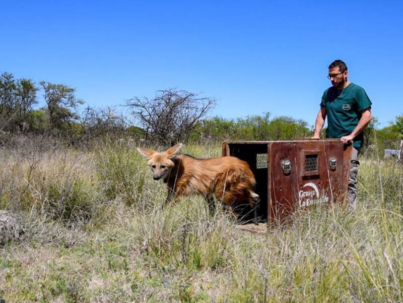 Regresaron a su hábitat a un aguará guazú y un puma secuestrados en Desvío Arijón