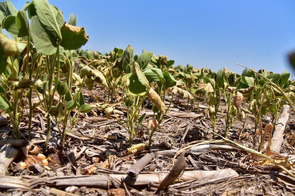 Santa Fe entre las zonas más afectadas por la sequía en el país