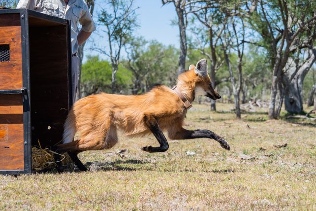 San Javier: liberaron en su hábitat a un aguará guazú tras criarla en cautiverio