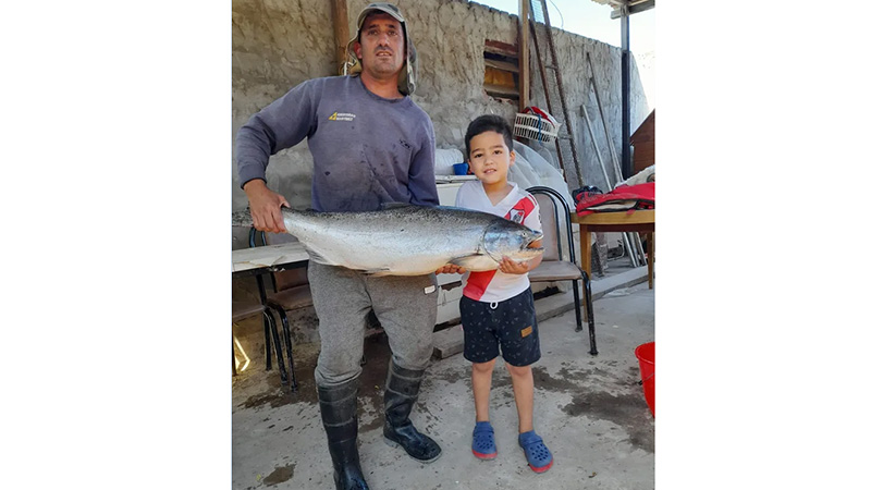 Especie invasora: aparecieron dos salmones en el río Paraná