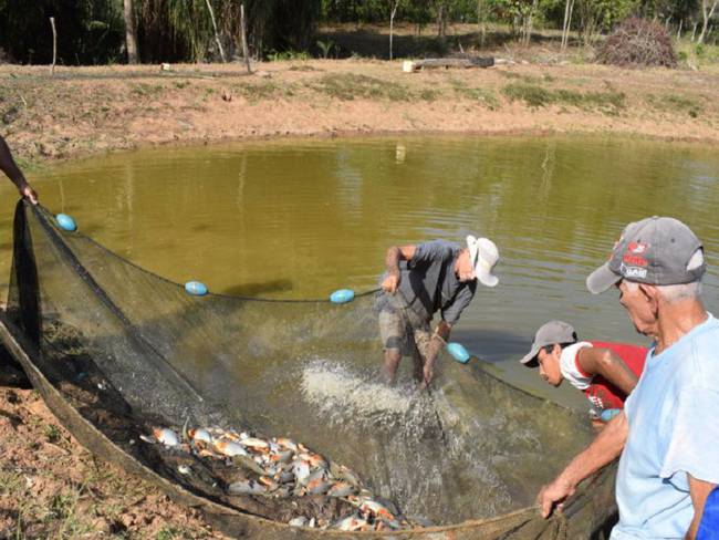 Coronda: llegaron 300 pacús para ser “sembrados” en la zona de islas supervisado por la Facultad de Ciencias Veterinarias