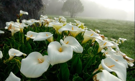 Las Abuelas de Plaza de Mayo anunciaron la restitución del nieto 131