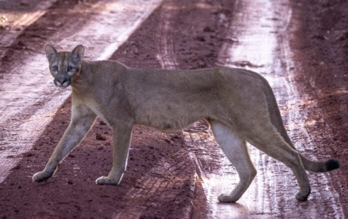 Tomaron fotos inéditas de un puma en el Parque Nacional Iguazú