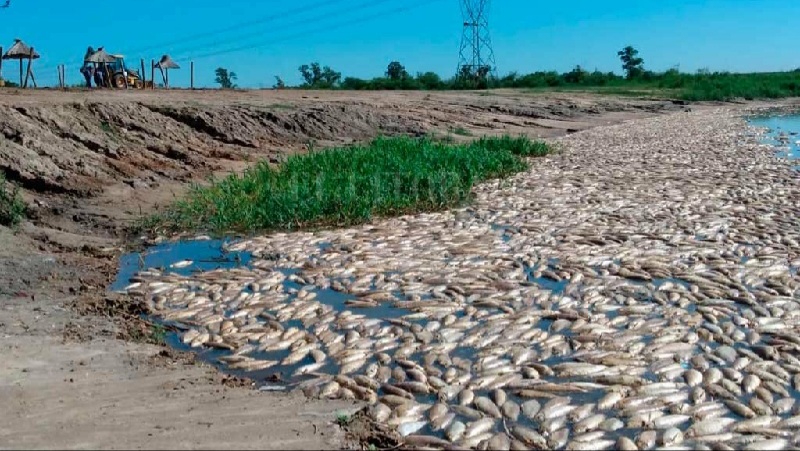 Preocupan los niveles de agroquímicos en sábalos: encuentran hasta nueve tipos diferentes en peces del Salado