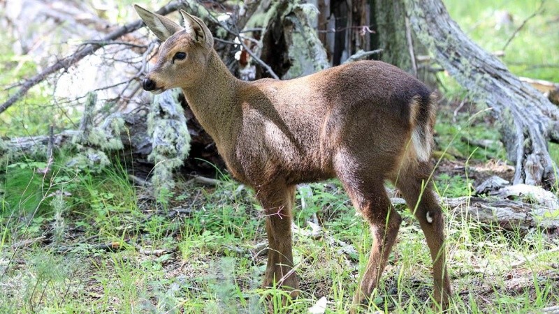Después de 70 años, nació el primer huemul en cautiverio del Conicet en el Parque Nacional “Nahuel Huapi”