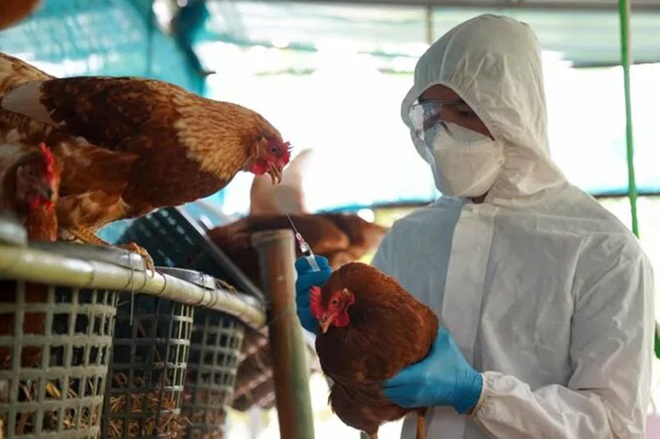 Gripe aviar: tras los casos en Santa Fe, aclaran que no se transmite por consumir pollos ni huevos